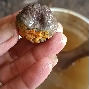 MUNCANG KEMIRI ADU ANAK EGO (ETI GOGOG)