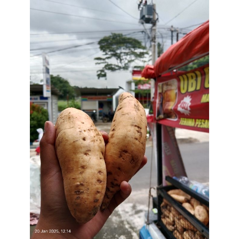 

Ubi madu cilembu mentahh 1kg