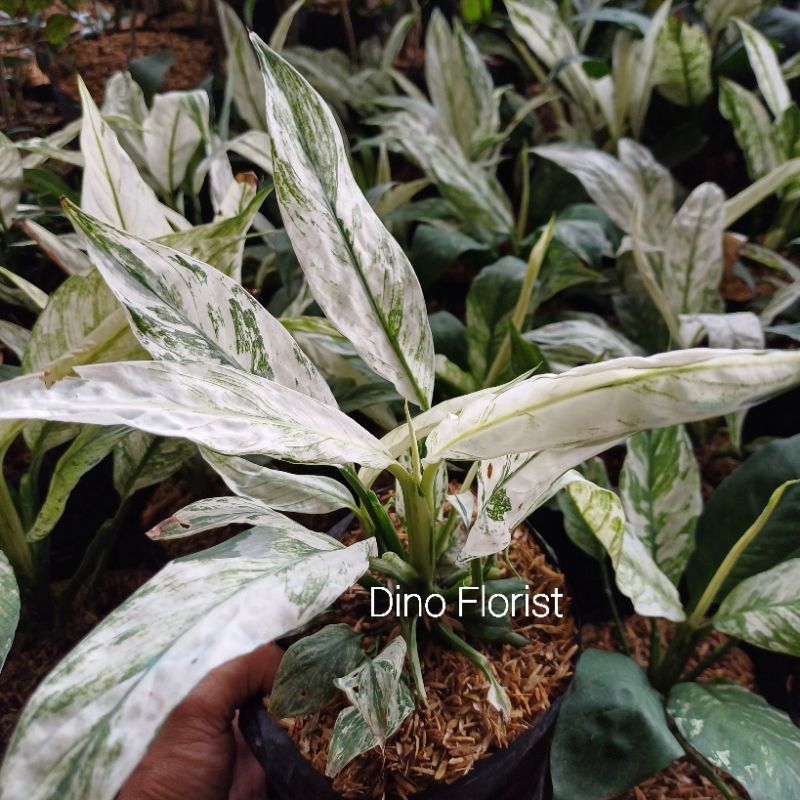 Tanaman Hias Bunga Peach Lily Sepatufillum Varigata