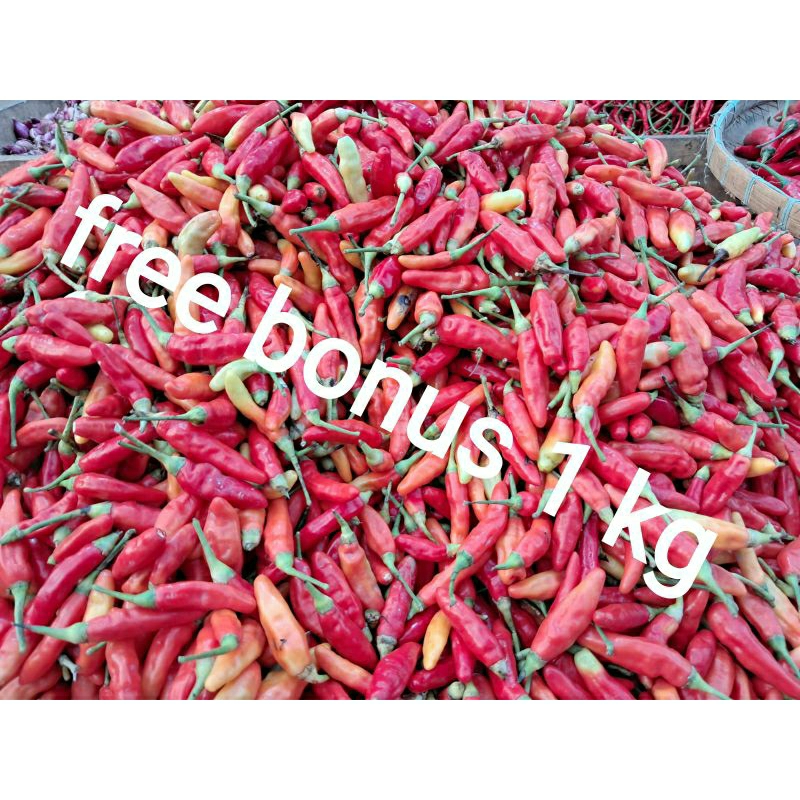 

cabe rawit merah 100gr + gratis bonus