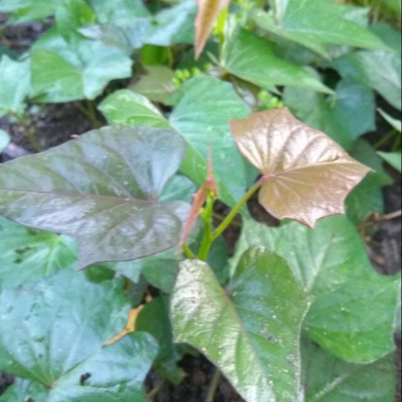 Bibit Stek batang ubi jalar ungu isi 1 batang