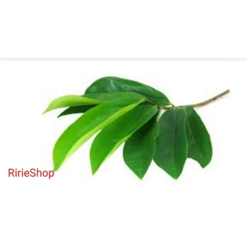 

DAUN SIRSAK ALAMI PERLEMBAR