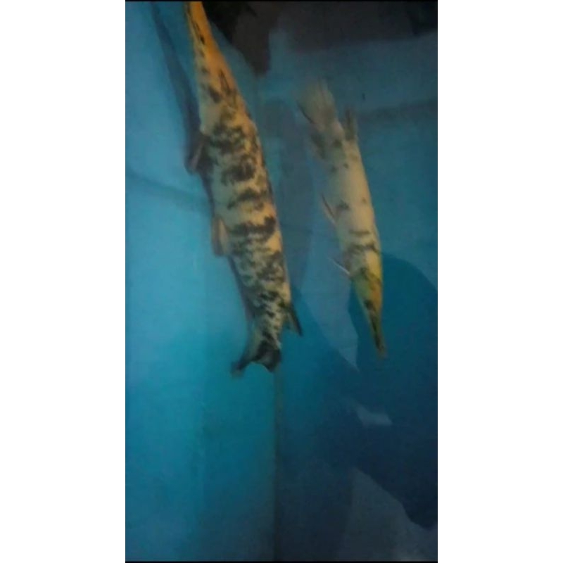 marbel xhantic gar jumbo 70cm