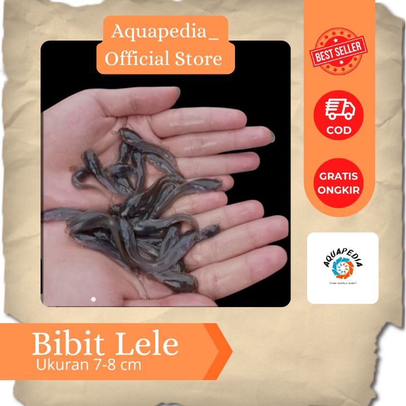 Bibit Ikan Lele 7-8 cm - Lele Sangkuriang - Bibit Ikan Lele - Bibit Ikan