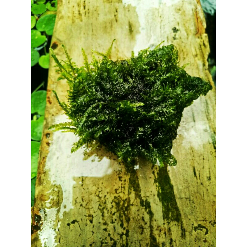 moss fissidens media wabikusa tanaman aquascape low co2