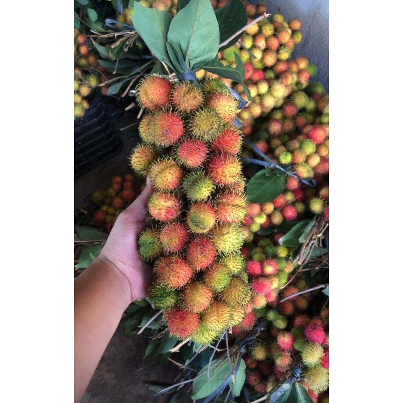 

Rambutan Rapiah Super