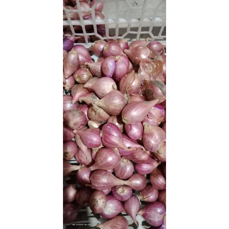 

Bawang merah brebes super besar 1kg