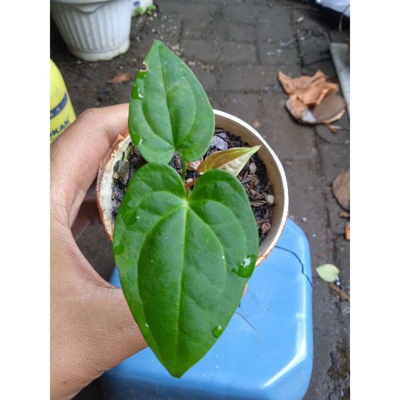 anthurium dark Phoenix ekonomis