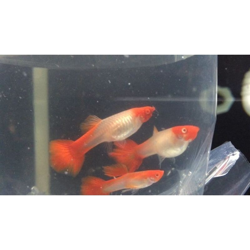 IKAN GUPPY ALBINO KOI TOP GRADE