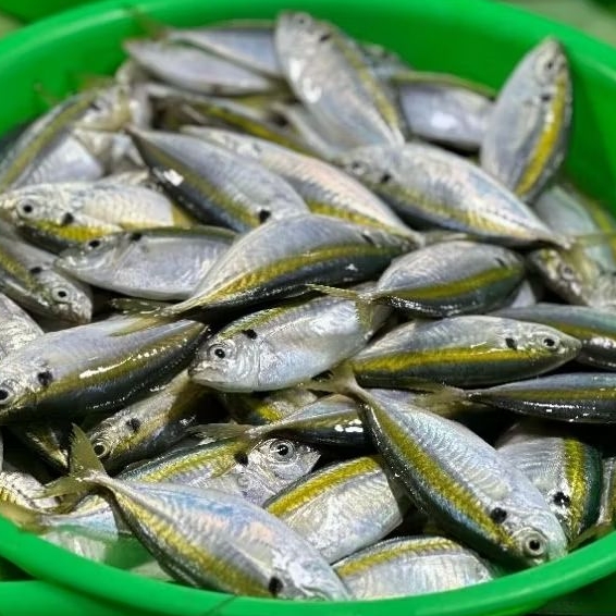 

IKAN KEMBUNG SELAR
