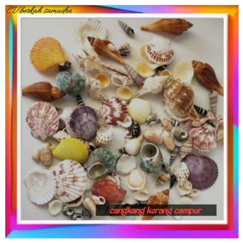 cangkang kerang campur/ cangkang kerang laut