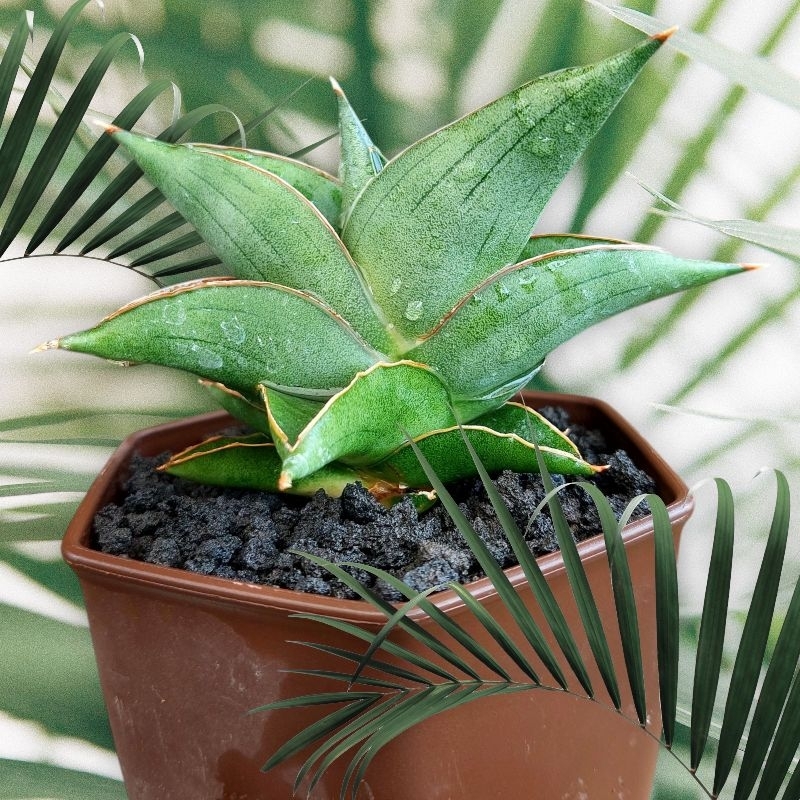 tanaman hias sanseviera HYBRID SD x BONCEL (samurai dwarf x boncel) sansevieria sansevera sanseviera