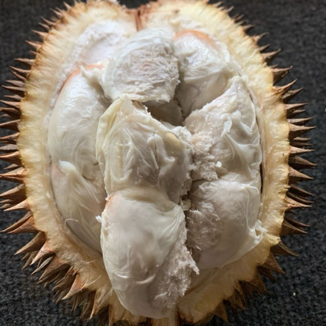 

Durian (paket hemat ) 100 dapat 3 ukuran tanggung (lokal)