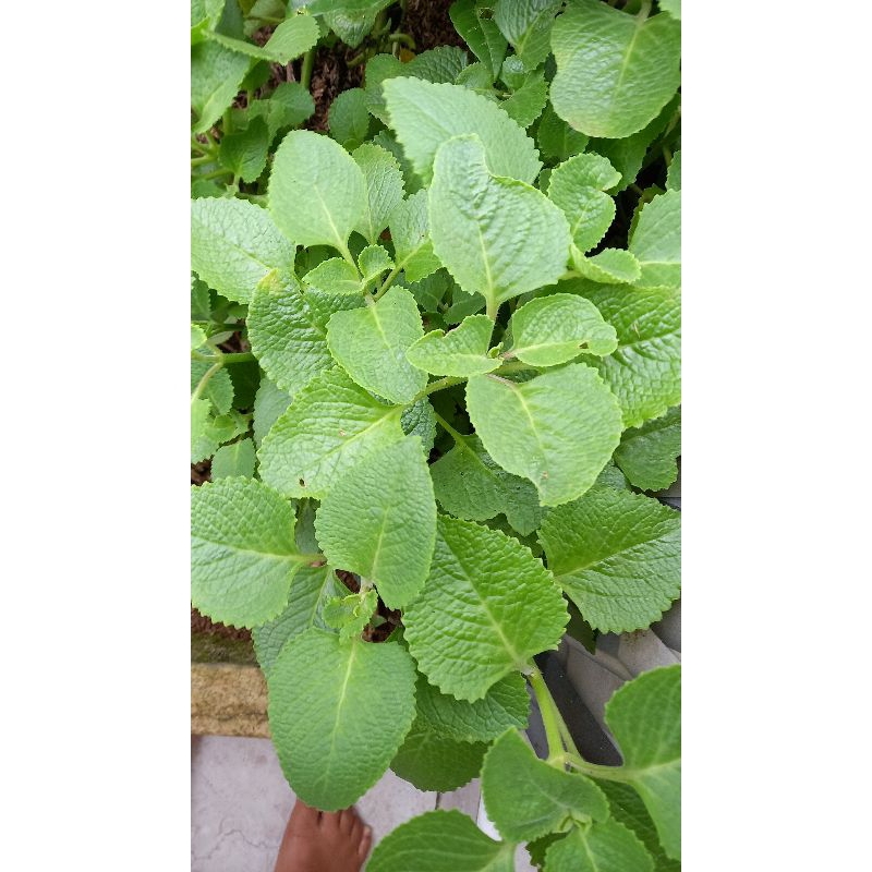 

DAUN JINTEN SEGAR/ DIPETIK SAAT ORDERAN MASUK/ 100g/OBAT HERBAL UTNUK BERBAGAI MACAM PENYAKIT