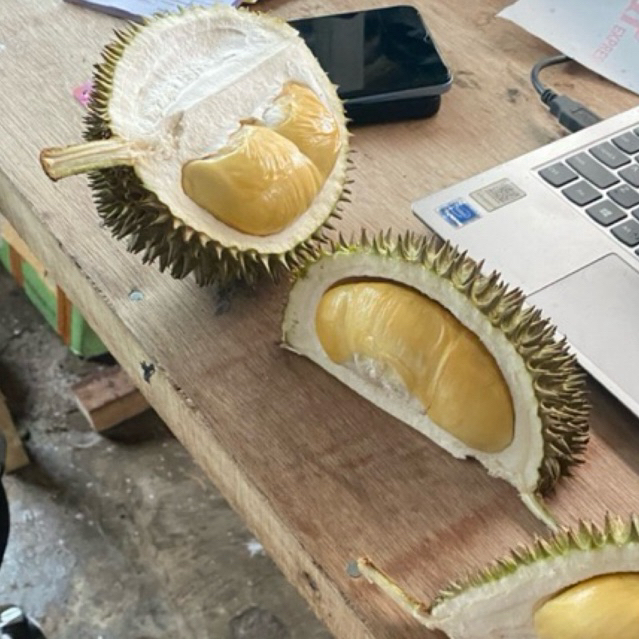 

Durian Lokal (paket hemat 100 dapat 4 buah) ukuran kecil