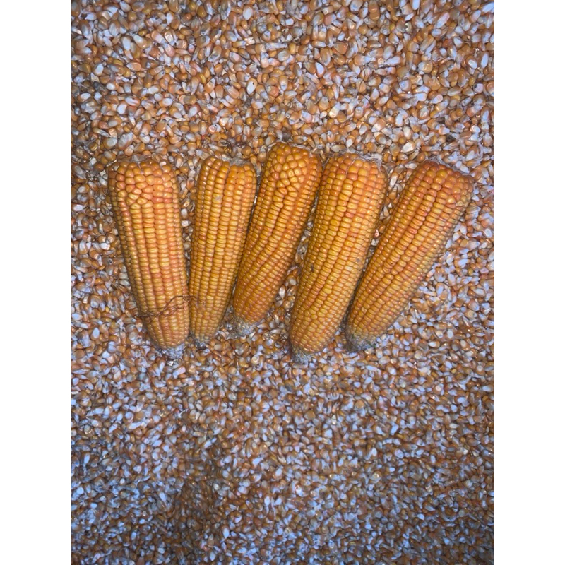 

jagung pipel 1kg