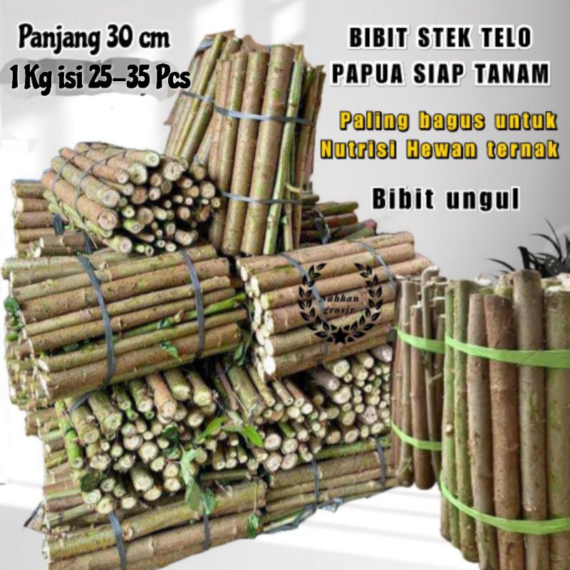 1 KG BIBIT SINGKONG/TELO PAPUA NUTRISI TERBAIK DAUN LEBAR