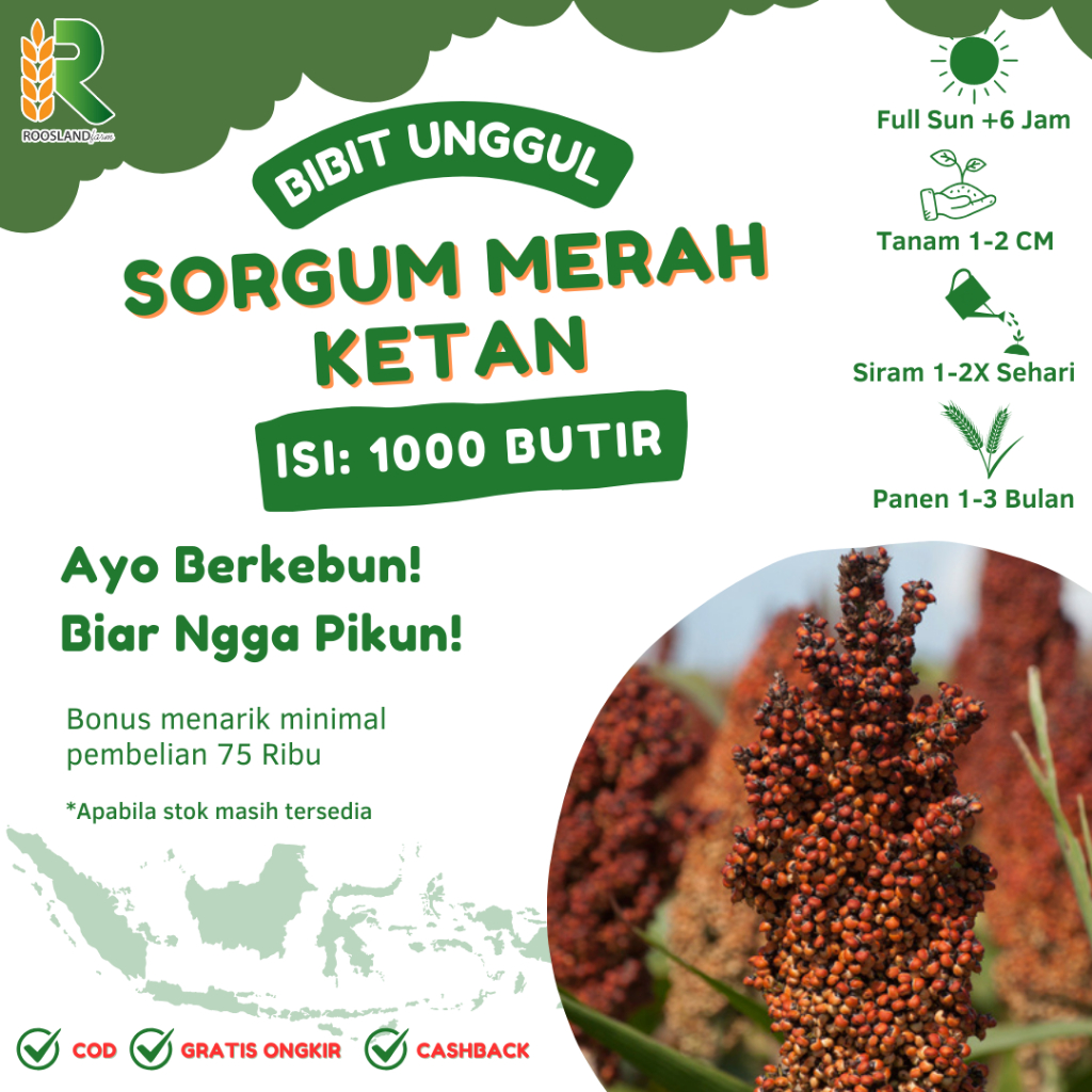 (1.000 BUTIR) BIJI BENIH SORGUM MERAH KETAN KUALITAS UNGGUL