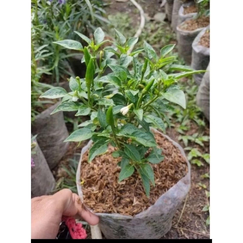 Promoo Termurah Bisa Cod Tanaman Cabe Rawit Hijau Tanaman Cabe Bibit Tanaman Cabe Rawit Hijau