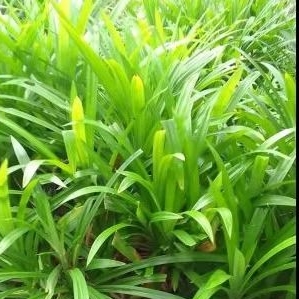 

Daun pandan fresh