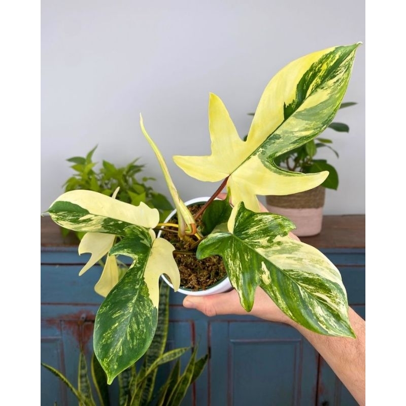 philodendron Florida beauty