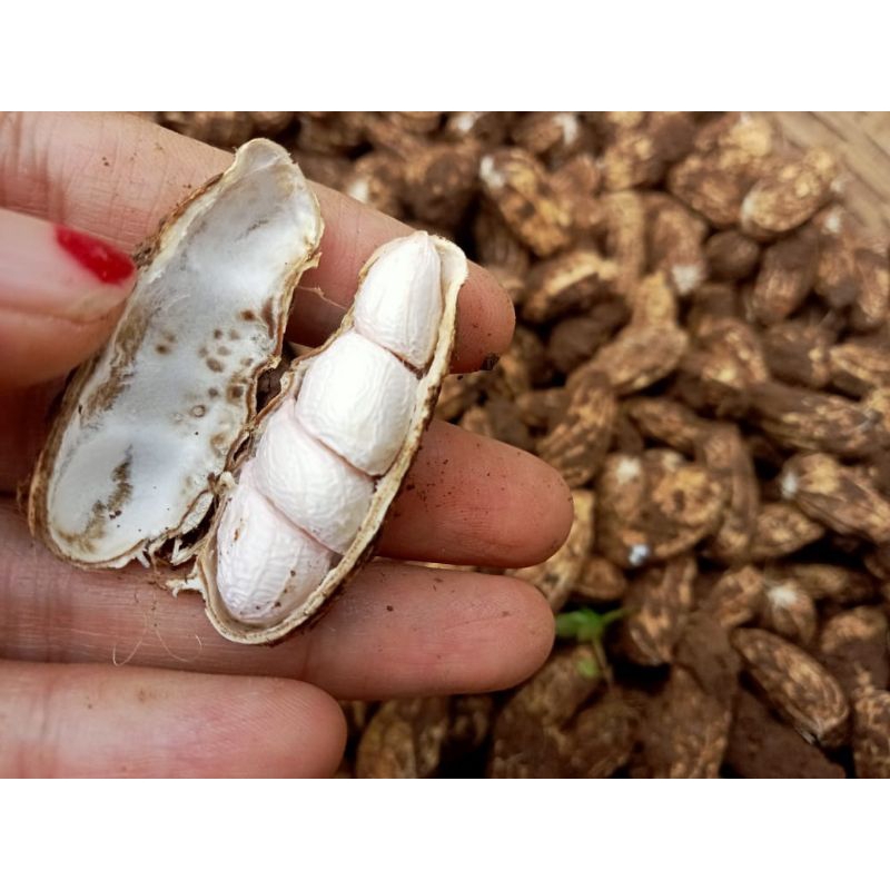 

kacang tanah kulit mentah tua 1kg