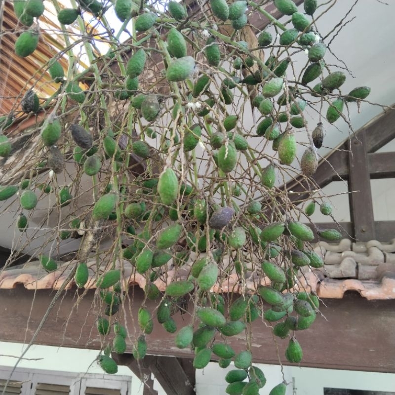 

kopi bpke original 100%