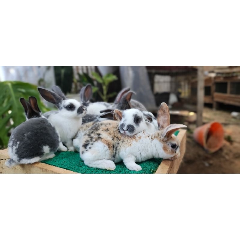 kelinci Rex (bulu karpet)