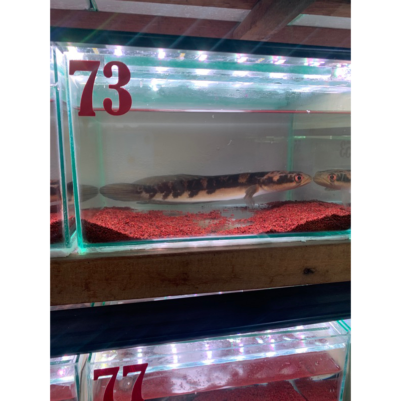 MARU YS 20-23CM
