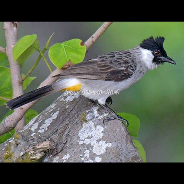 burung kutilang pilihan jantan gemuk mulus