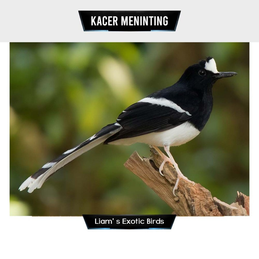 Burung Meninting Besar Kacer Bali Kacer Air Pilihan Mulus Sehat