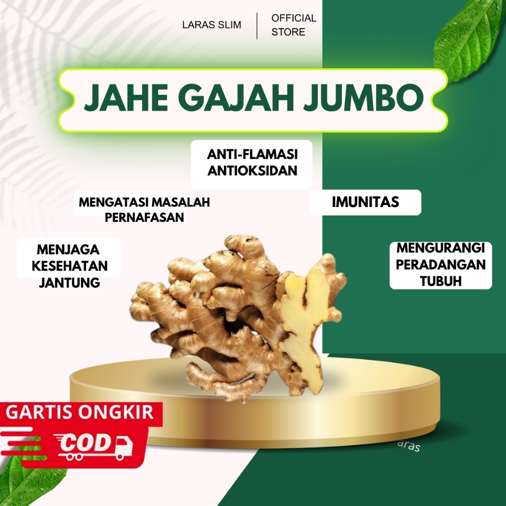 

Jahe Gajah Segar Berkualitas Tinggi 1KG | Jahe Premium Quality | Zingiber officinale | Jae Putih | Gingger | Jahe Gajah