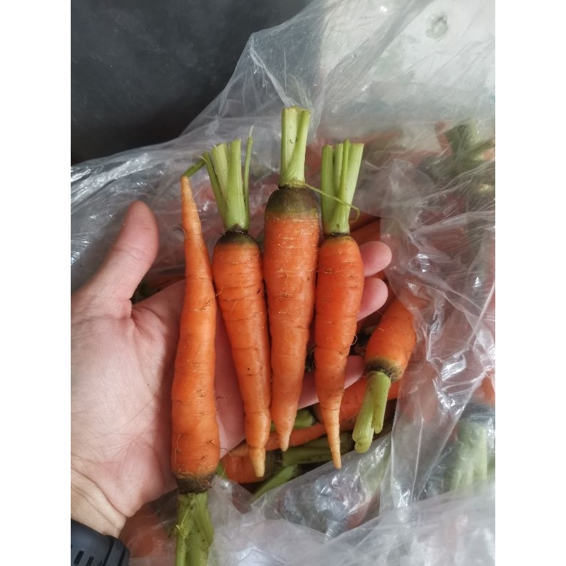 Baby Wortel - Baby wortel batang - Baby wortel 1kg - Baby carrot 1kg