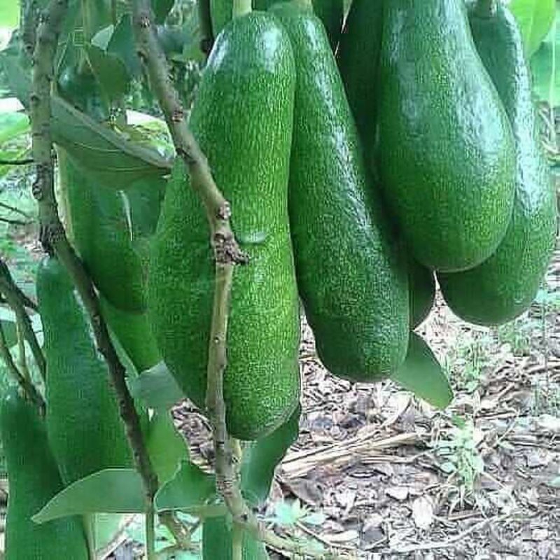 bibit unggul alpukat .aligator.miki.siger.kelud.mentega. super  ,genjah cepat berbuah..sudah  bercab