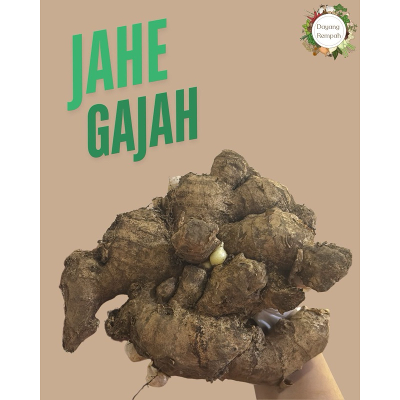 

JAHE GAJAH 1kg / 5kg