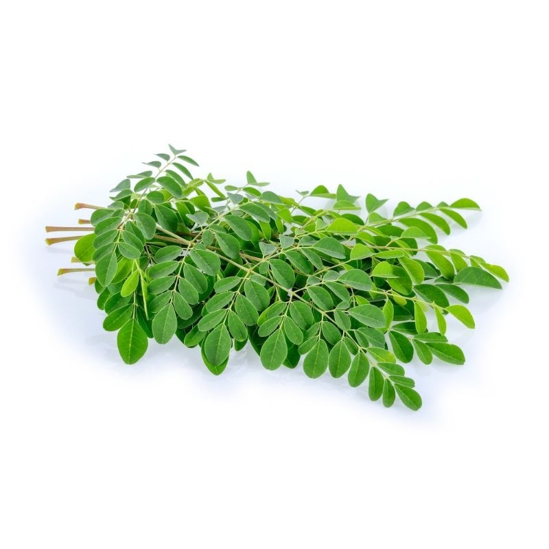 

ready daun kelor segar 100gr