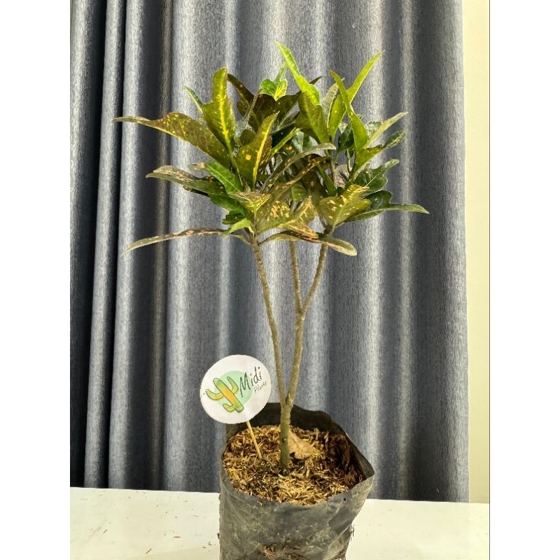 PAKET 3 TANAMAN HIAS PURING CAKUE, MAWAR BATIK, MIANA