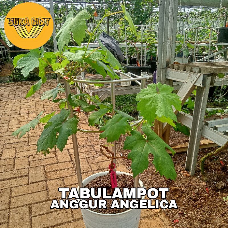 TABULAMPOT ANGGUR ANGELICA - SUDAH BERBUAH