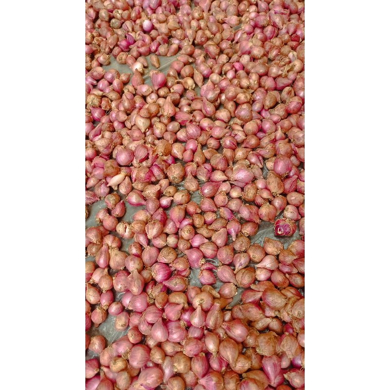

BAWANG MERAH KERING 1 KG