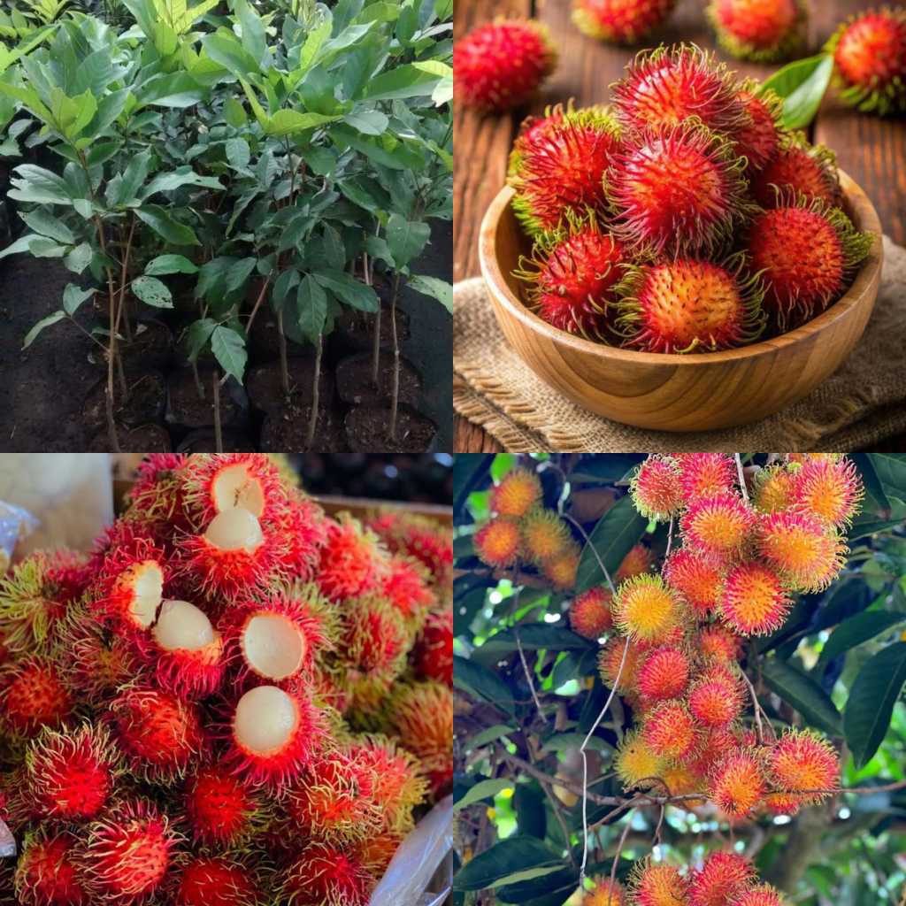 Rambutan Binjai Unggul Berkuwalitas