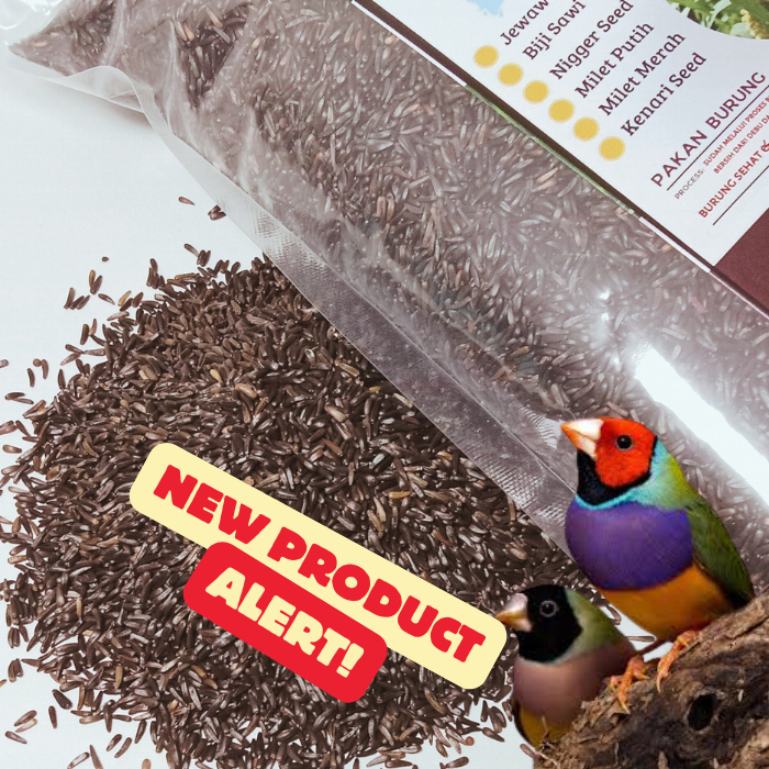 Ay00 Pakan Burung Biji Niger Seed 1 Kg makanan BurungBlackthroat Red Siskin Niger Seed Finch