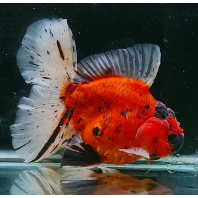 Ikan Mas Koki Oranda Rosetail Jumbo