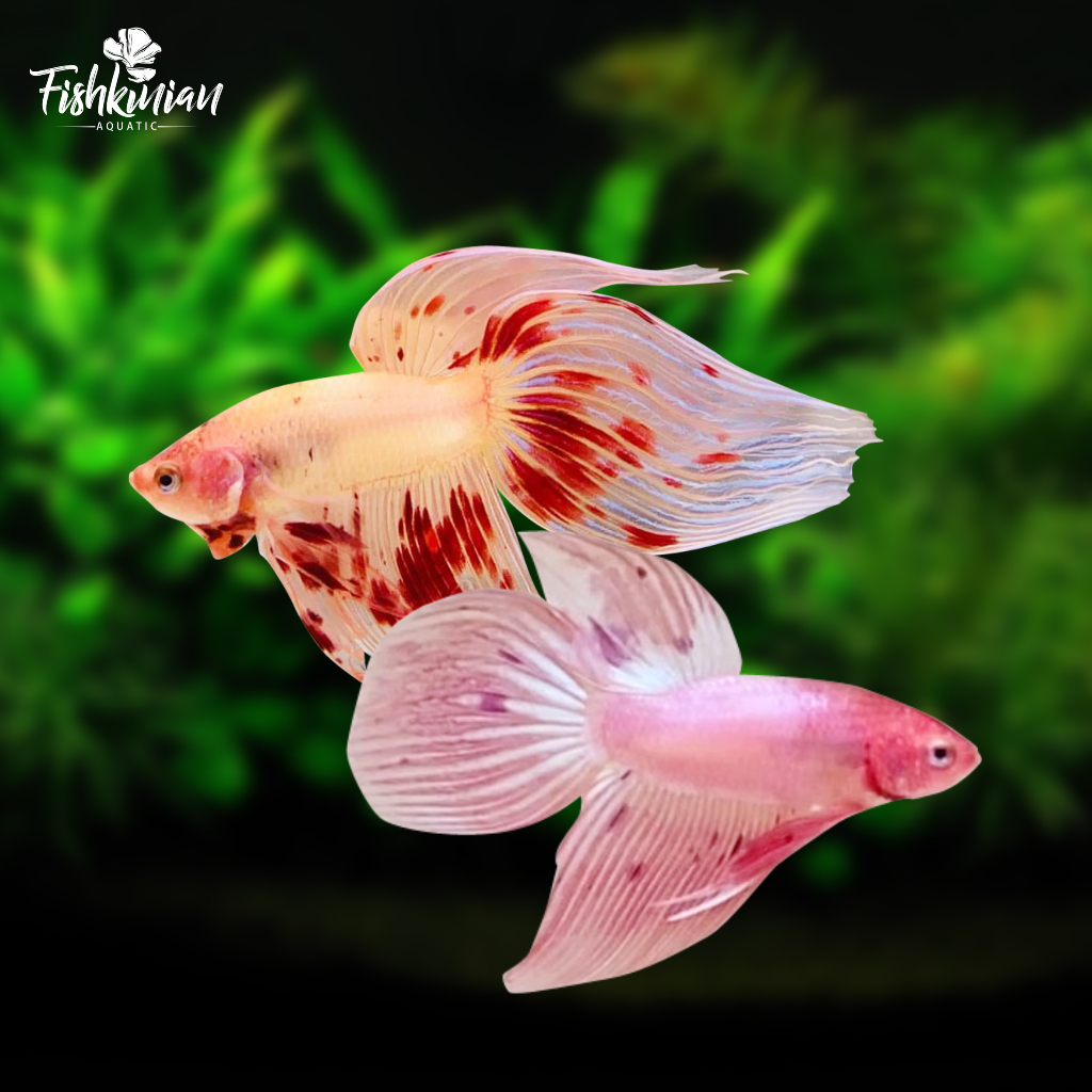 veiltail/vt/armageddon/line/thailand