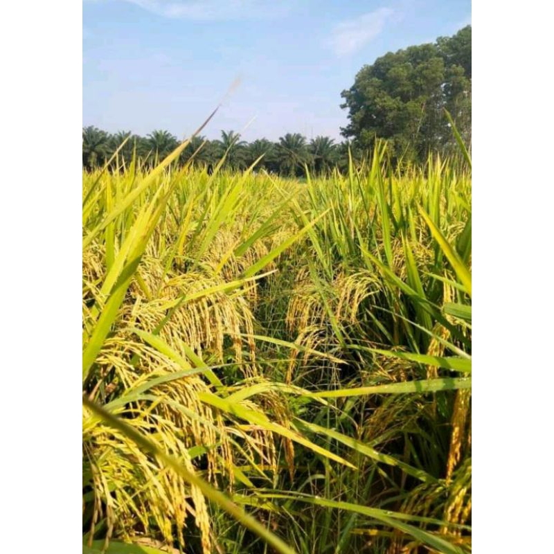 BENIH BIBIT PADI NEW SR P08 ULTRA GENJAH TERBARU KEMASAN 5KG