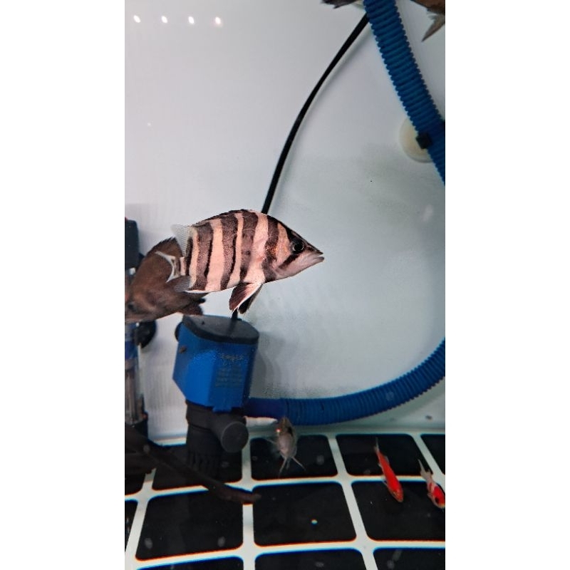 Datz Sumatra 6-8+ Bar mix