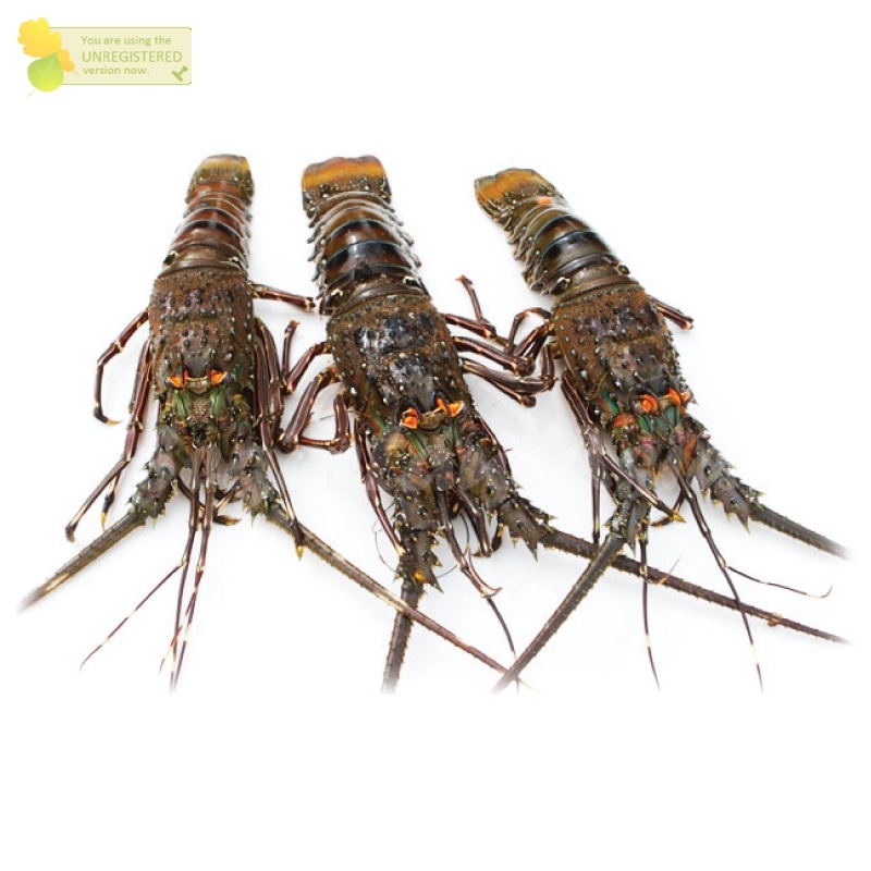 

Lobester Segar Udang Lobster Fresh Frozen 1Kg