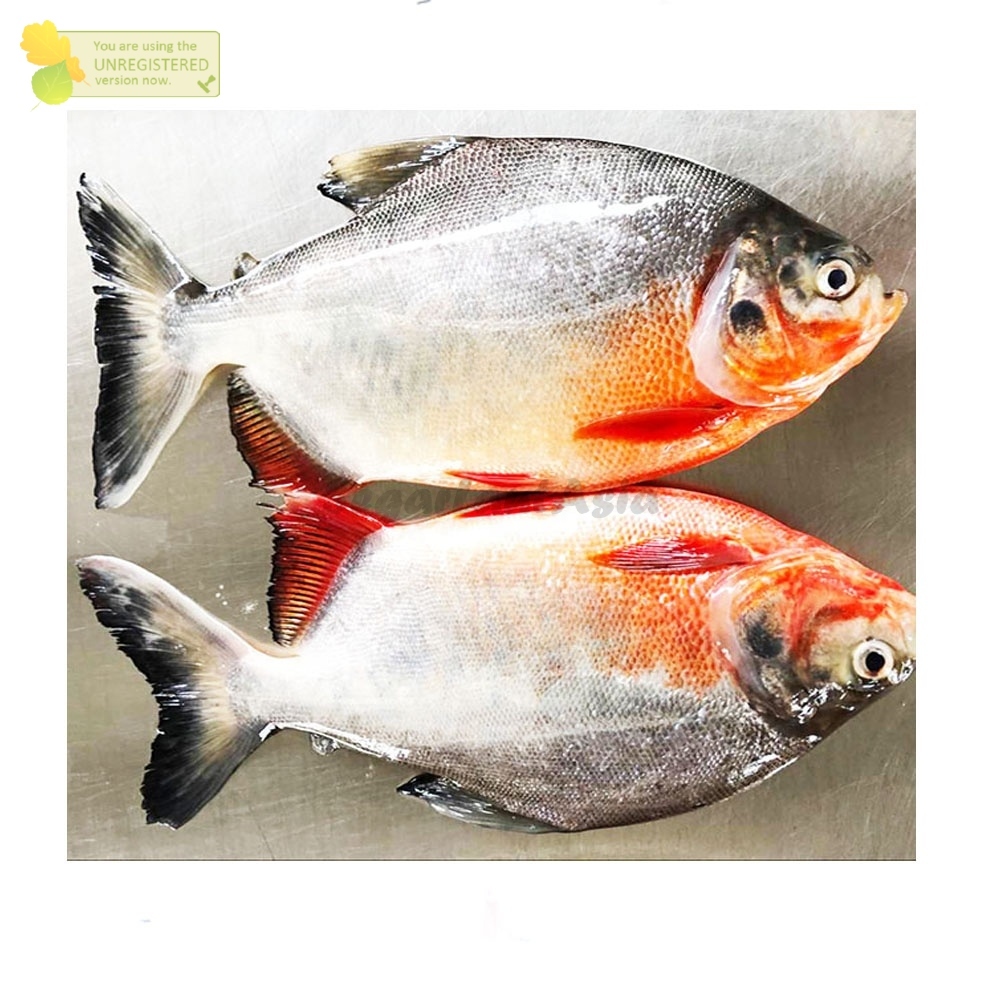 

Ikan Bawal Segar Ikan Bawal Air Tawar Konsumsi 1Kg