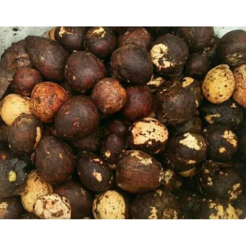 

Biji Alpukat 1kg