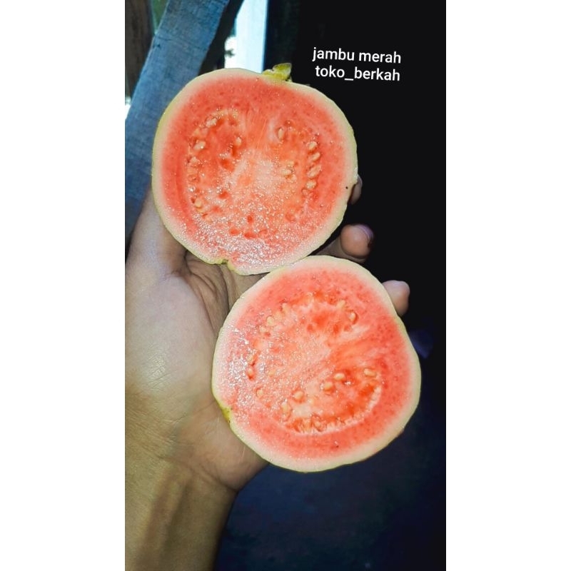 

jambu merah