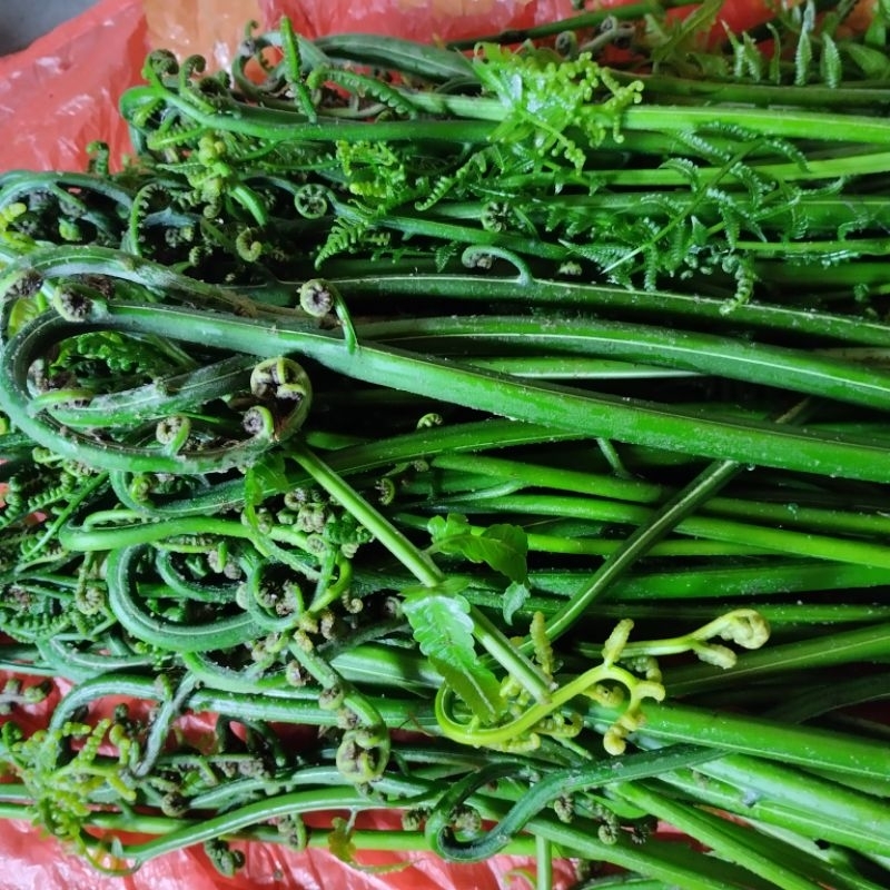 

Pakis Sayur Segar Pakis Sayur Fresh 1kg Sayuran Hijau Segar